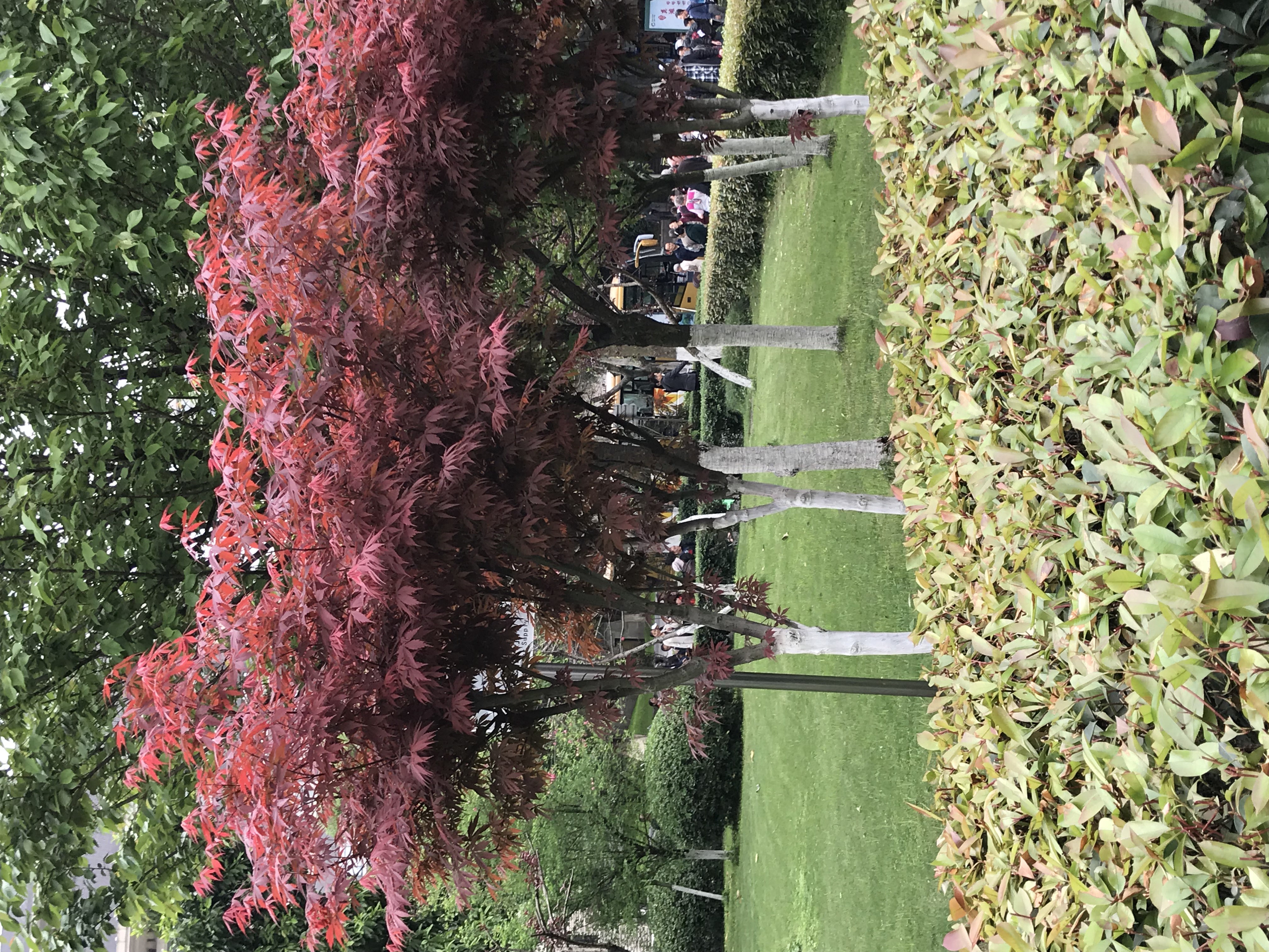 ./2018/03 - Viking China/15 - Chongqing/IMG_7152.JPG